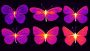 farfalle termocamere Flir