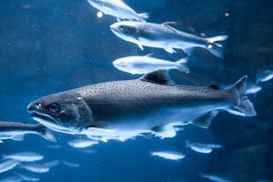 Sustainable Blue allevamenti ittici